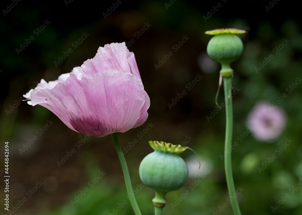 Pink and purple opium poppies Papaver somniferum in flower in a garden in summertime, United Kingdom Pink and purple opium poppies Papaver somniferum in flower in a garden in summertime, United Kingdom