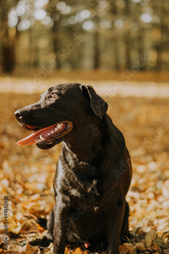 labrador retriever in autumn paark photo