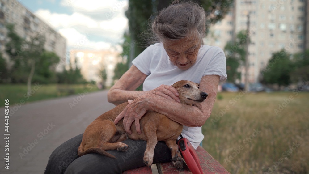 Animal theme is a lonely old woman best friend. Caucasian 90 years old senior female is happy to spend time with her pet small dachshund dog, holding her in her arms, hugging hugs and kisses outdoor Animal theme is a lonely old woman best friend. Caucasian 90 years old senior female is happy to spend time with her pet small dachshund dog, holding her in her arms, hugging hugs and kisses outdoor