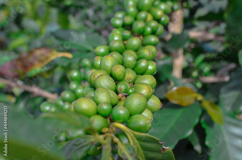 Colombian coffee tree bean in farm 