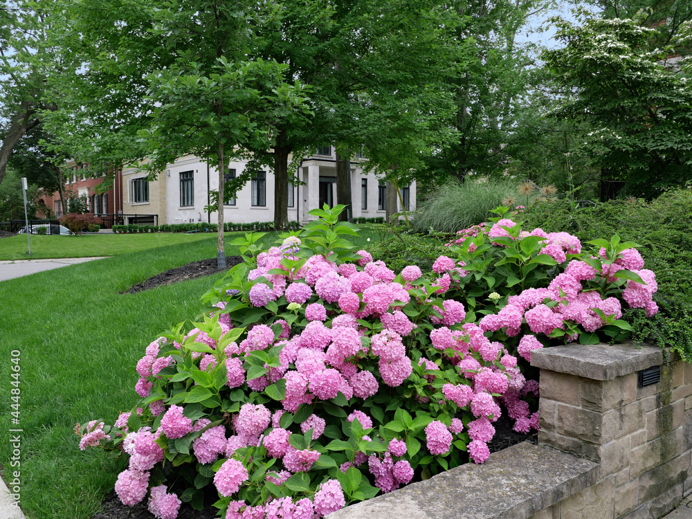 pink hydrangea flowers in front garden on a residential street