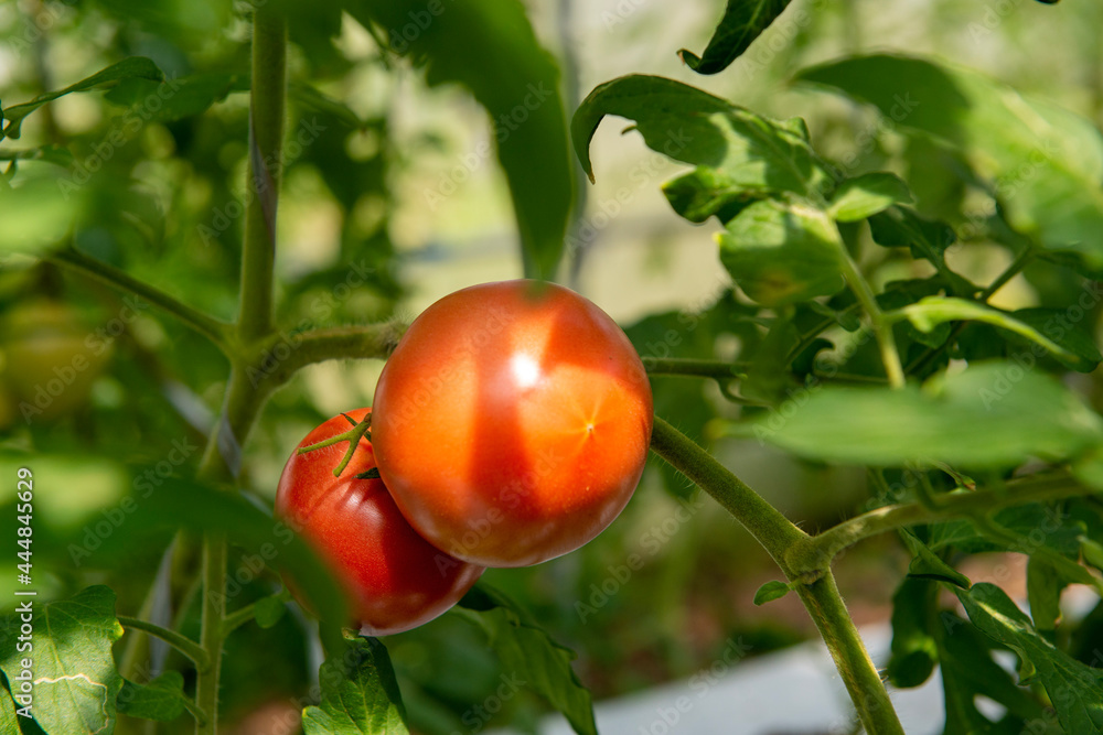 収穫前のトマト