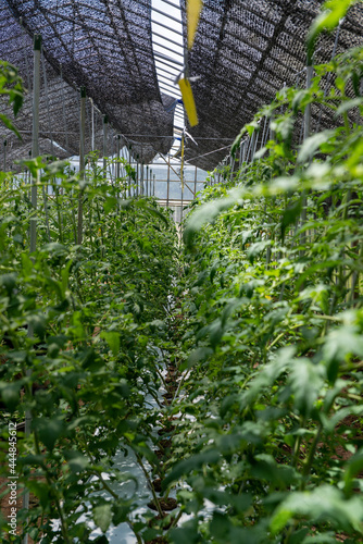 ビニールハウスの中のトマト畑