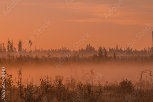a forest shrouded in morning fog illuminated by the rising sun