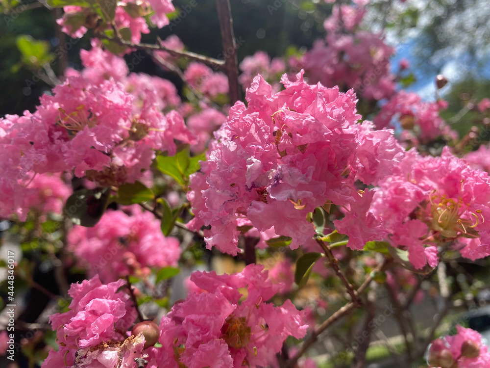 pink blossom pink blossom