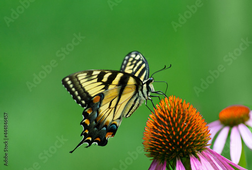 Photos Side of  view yellow and black  eastern tiger swallowtail butterfly feeding from