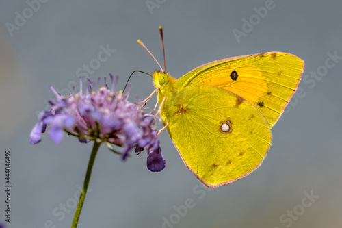 Clouded Yellow butterfly feeding on nectar © creativenature.nl