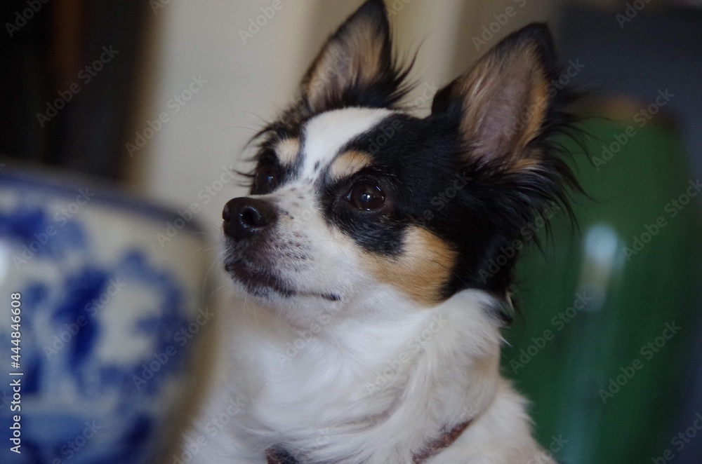 chihuahua dog portrait(questioning) chihuahua dog portrait(questioning)