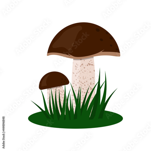 Boletus mushrooms on green grass. Flat vector illustration