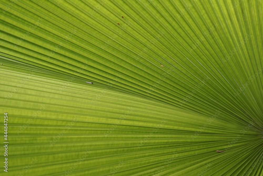 Obraz premium leaf