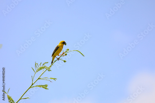 The yellow Oriole bird is eatting food on stick tree in nature garden