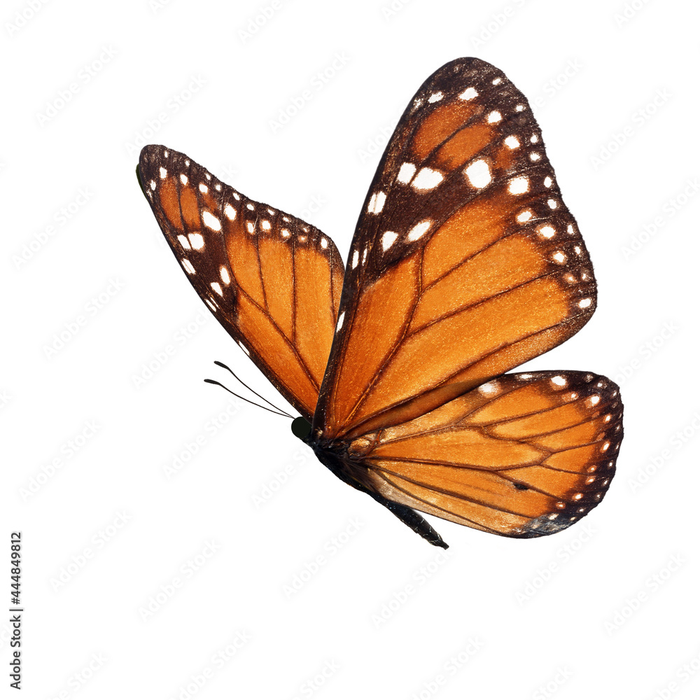 Fototapeta premium Beautiful monarch butterfly