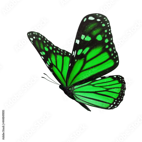 Canvas Print Beautiful green monarch butterfly