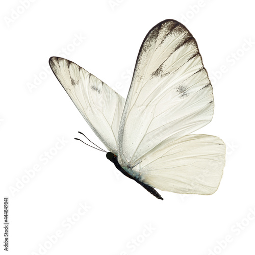 Beautiful white butterfly photo