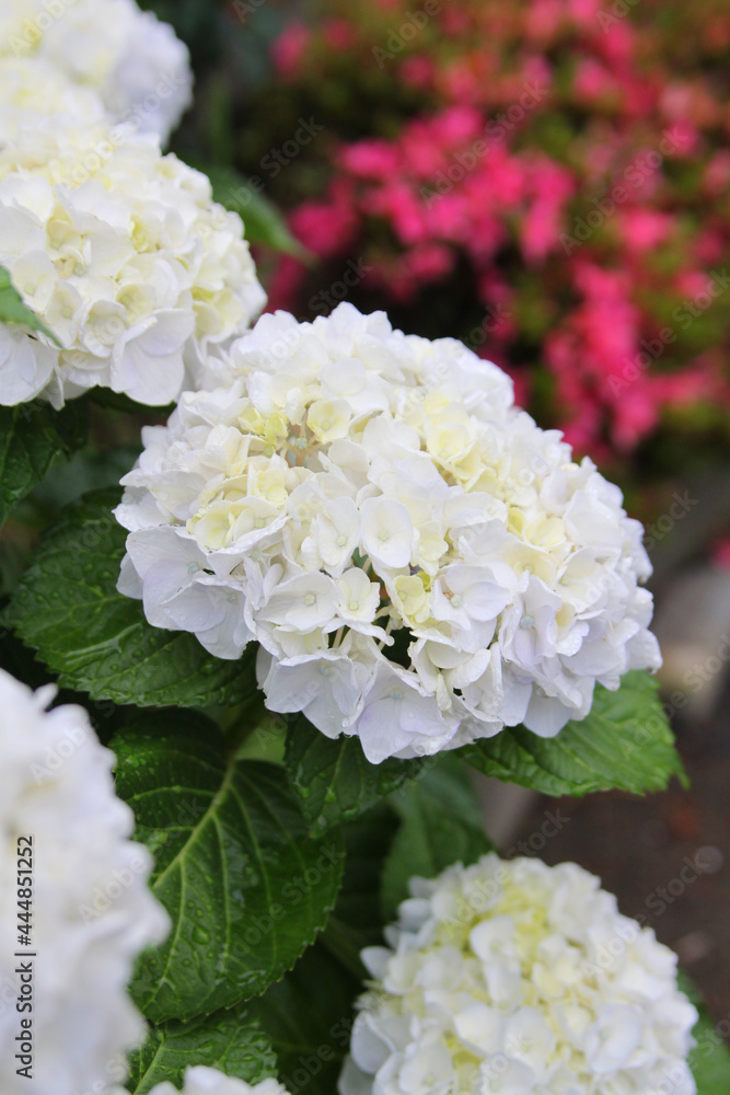 白い紫陽花 白い紫陽花