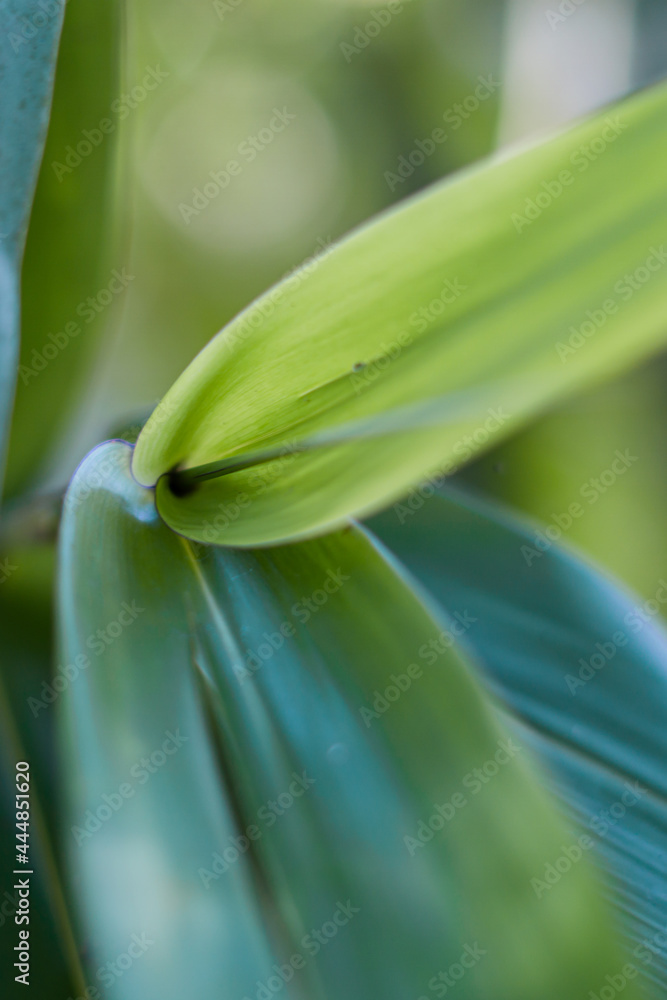 The young shoot leaf The young shoot leaf