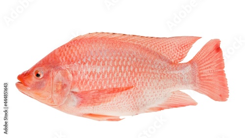 Fresh Red Tilapia fish (Oreochromis sp) isolated on white background photo