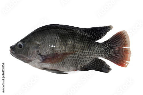 Tilapia fish (Oreochromis sp) isolated on white background
