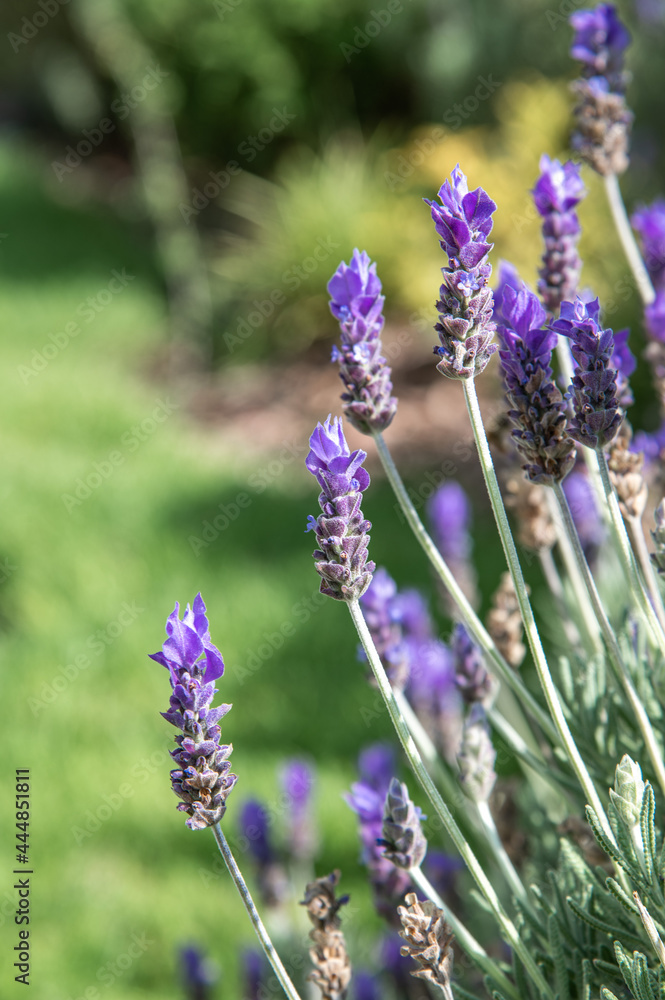 Fototapeta premium Flor de lavanda, fondo desenfocado jardín verde.