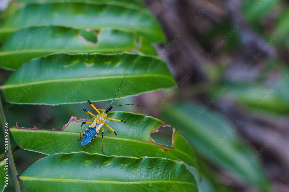 Triangle insect with yellow and blue color Triangle insect with yellow and blue color