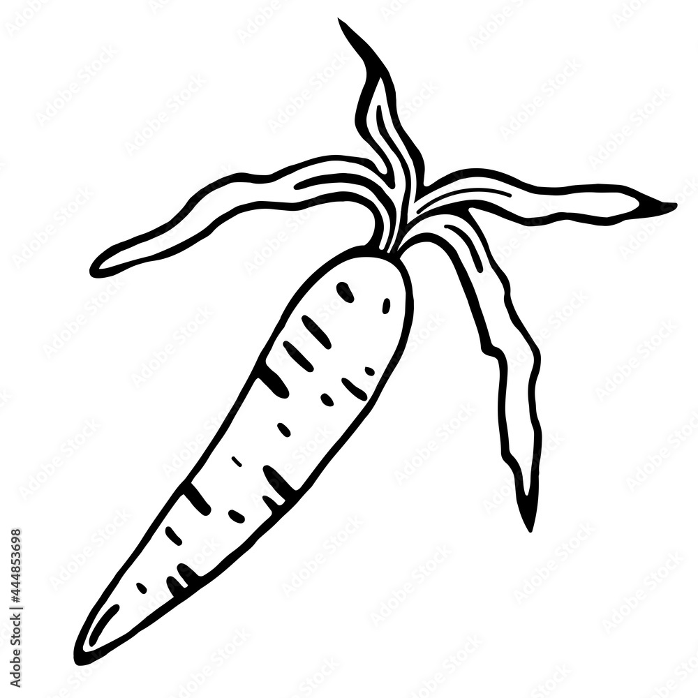 Carrot vector icon. Isolated illustration on a white background. Hand-drawn black doodle. The contour of a garden vegetable. Food sketch. Root stroke. Outlining the harvest. Monochrome. Carrot vector icon. Isolated illustration on a white background. Hand-drawn black doodle. The contour of a garden vegetable. Food sketch. Root stroke. Outlining the harvest. Monochrome.