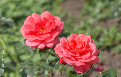 Rose "Miss Susie" - bright, salmon-orange flowers, luminous, uniform tone, noble shape, large (9-10 cm), double, with a pleasant aroma, solitary, on strong, long peduncles.