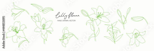 minimal botanical graphic sketch line art drawing, trendy tiny tattoo design, floral elements vector illustration in Lilly flower