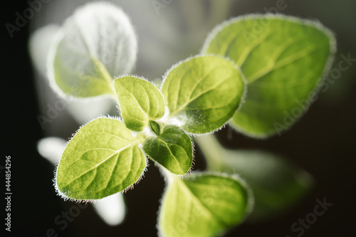 Macro photography of plant leaves on a dark background.