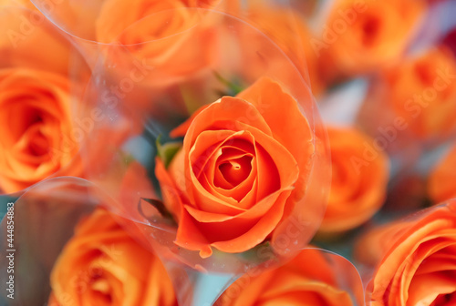 orange rose in a plastic wrap.