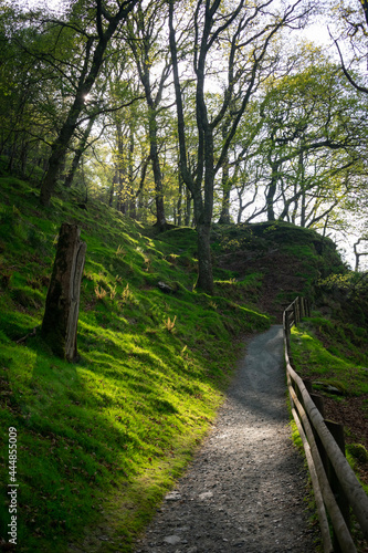 path in the irish woods