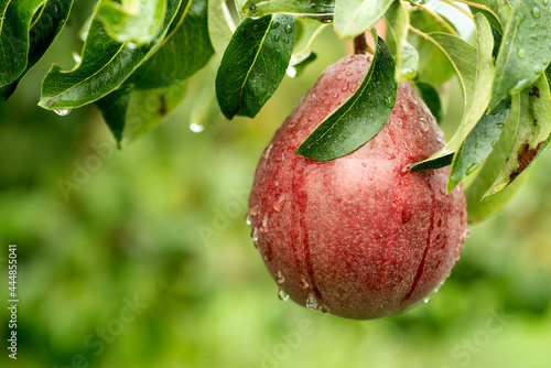 Red Pear on a Tree in Odell, Oregon photo