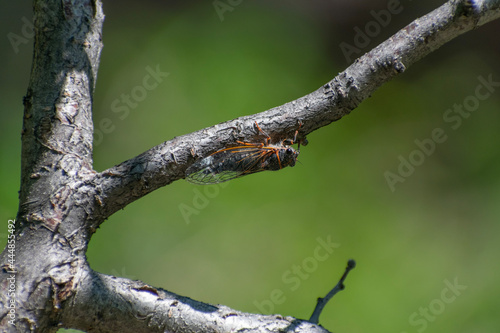 cicada on a tree