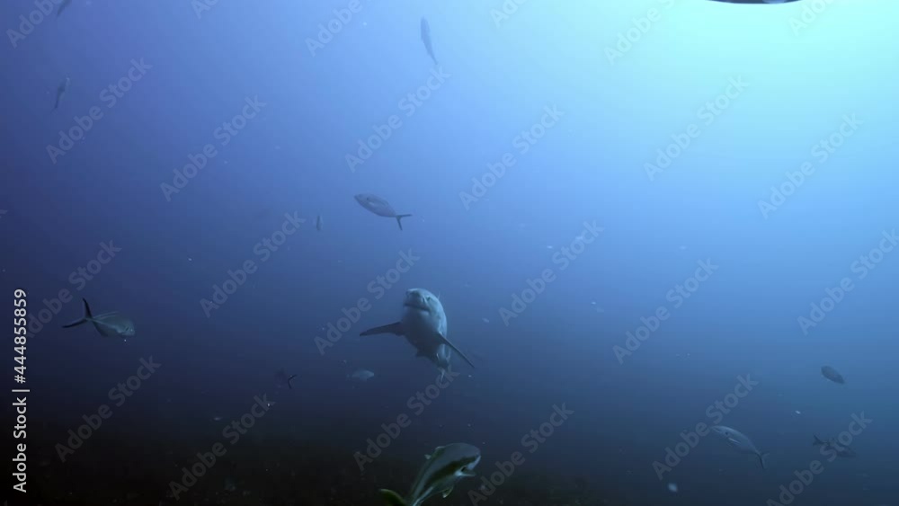 Battle Scarred Great White Shark Carcharodon carcharias 4k badly scarred shark close ups Neptune Islands South Australia Battle Scarred Great White Shark Carcharodon carcharias 4k badly scarred shark close ups Neptune Islands South Australia
