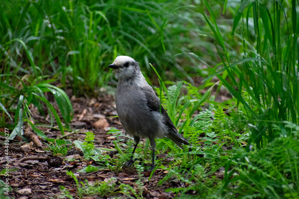 Obraz premium camp robber in the grass