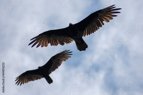 vultures in flight