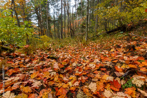 Sikhote-Alin Biosphere Reserve. Far Eastern reserved forest. Fallen castings on the ecological trail. Leaves carpet.