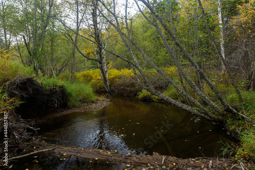 Sikhote-Alin Biosphere Reserve. Far Eastern reserved forest. A clean river flows through a dense reserved autumn forest.