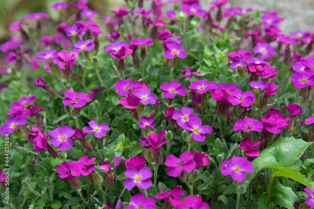 The flowers are bright pink. Close-up of flowers on a flower bed The flowers are bright pink. Close-up of flowers on a flower bed