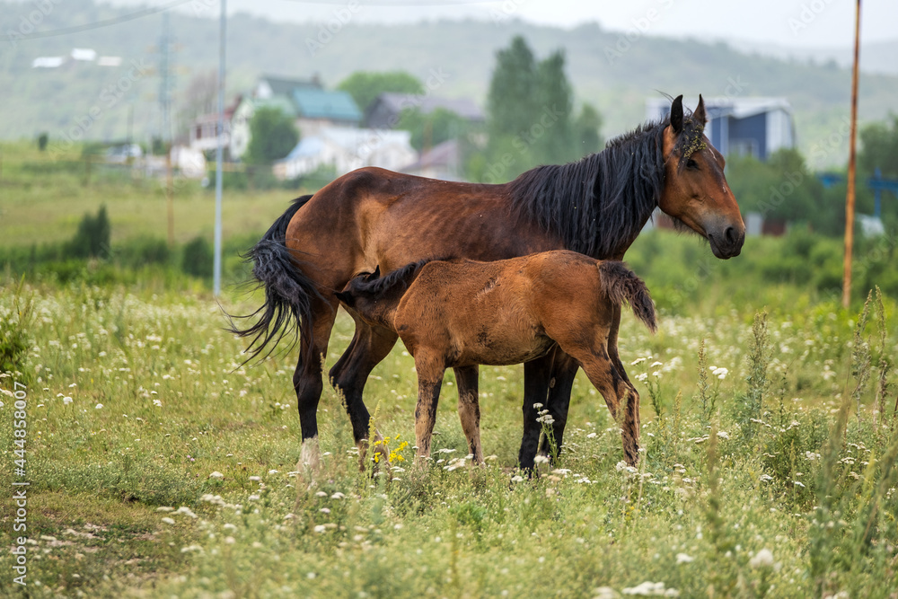 Obraz premium horse in the field