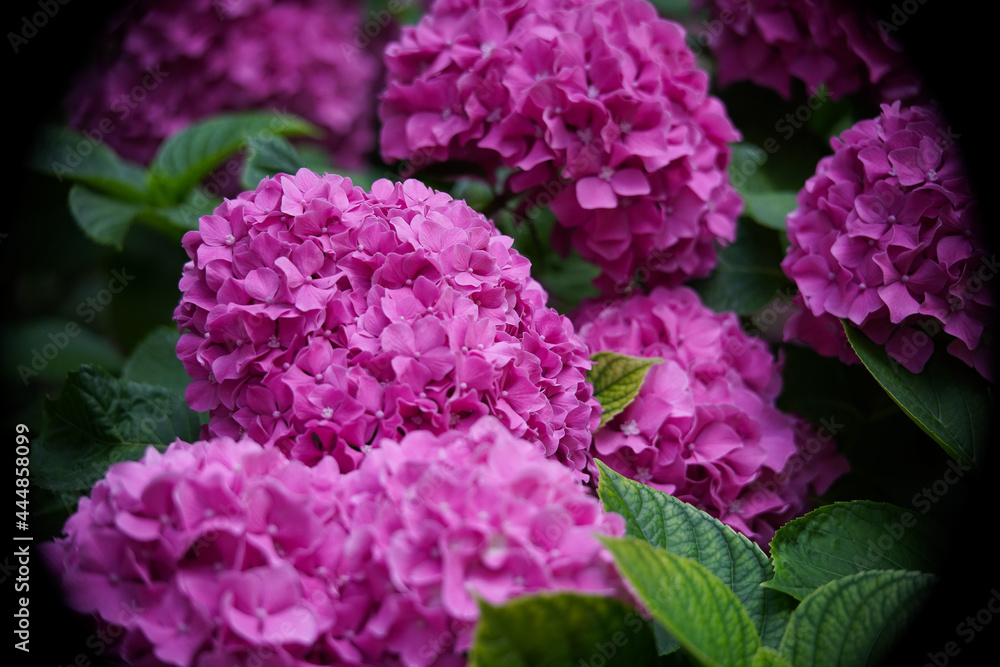 Hortensia flower - Hydrangea macrophylla - Beautiful bush of hydrangea flowers in a garden Hortensia flower - Hydrangea macrophylla - Beautiful bush of hydrangea flowers in a garden