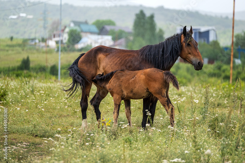 horse in the field © Александр Ульман