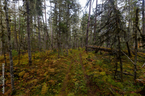 Fototapeta Naklejka Na Ścianę i Meble -  Sikhote-Alin Biosphere Reserve. Far Eastern reserved forest. An ecological forest trail runs in a dense autumn forest.
