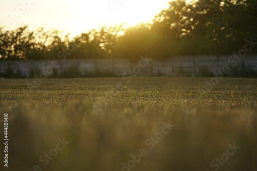 stubble. wheat stalks at sunset following the threshing process.