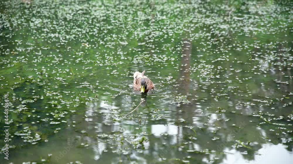 A single duck swimming on overgrown pond in Bryngarw Country Park.
