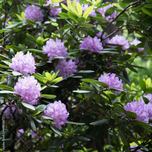 Lilac flowers of rhododendron. Large beautiful flowers, background and texture