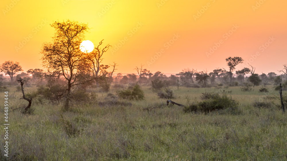 Sunrise over south african savanna