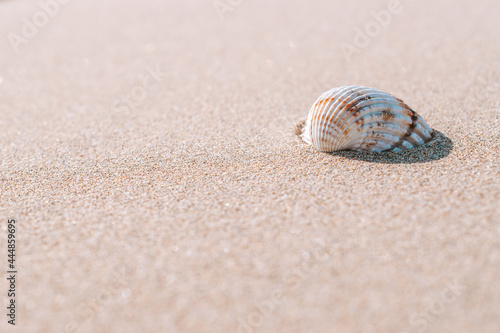 Summer holiday poster with seashells, starfishes on sand ocean beach background. Summer vacation and product advertisement concept.