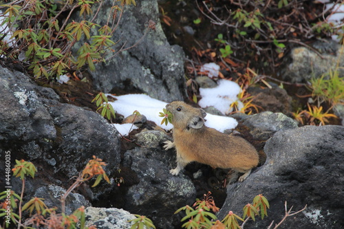 【北海道】エゾナキウサギ photo