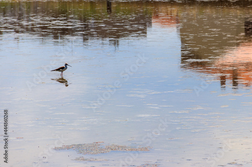 Black-winged stilt (Himantopus himantopus) on the lake