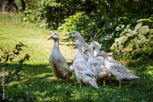A flock of mulard ducks graze in the garden.